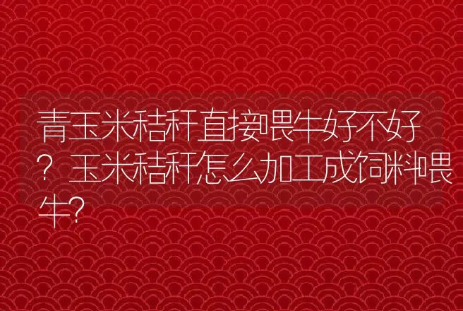 青玉米秸秆直接喂牛好不好？玉米秸秆怎么加工成饲料喂牛？ | 家畜养殖