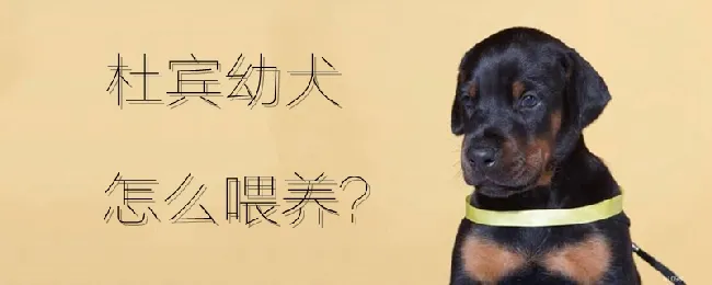 杜宾幼犬怎么喂养 | 宠物病虫害防治