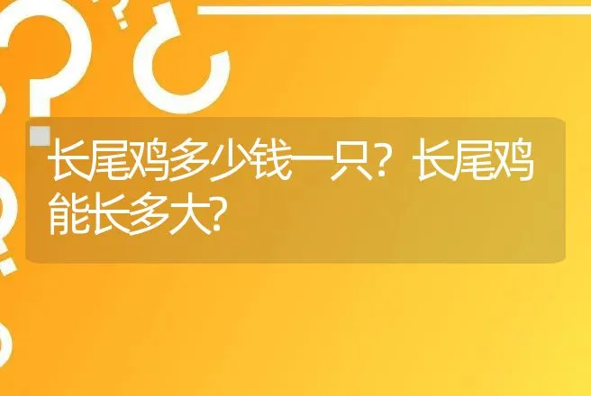 长尾鸡多少钱一只？长尾鸡能长多大? | 家禽养殖