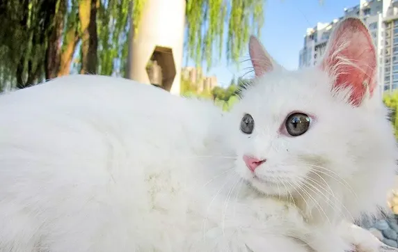 浅色猫咪更容易被晒伤吗？ | 宠物猫饲养