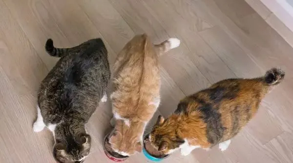 为什么有的猫咪会把食物从碗里叼走？ | 宠物猫训练