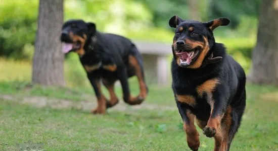 罗威纳犬怎么训练看家 罗威纳犬看家训练 | 宠物训练技巧