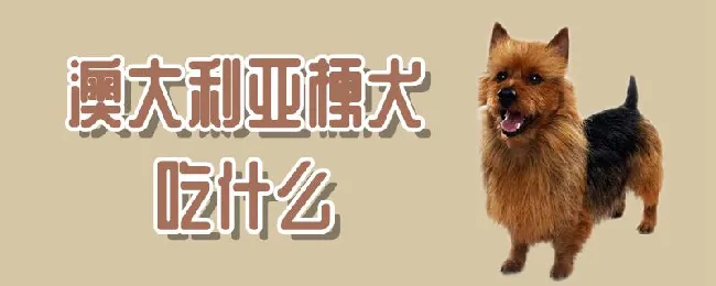 澳大利亚梗犬吃什么 | 宠物病虫害防治