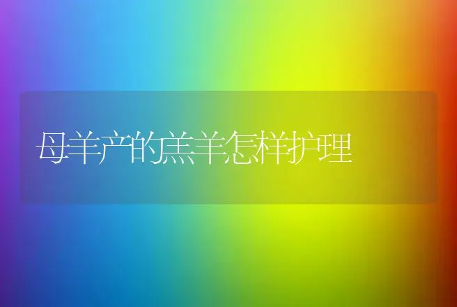 母羊产的羔羊怎样护理 | 家畜养殖