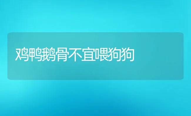 鸡鸭鹅骨不宜喂狗狗 | 宠物猫