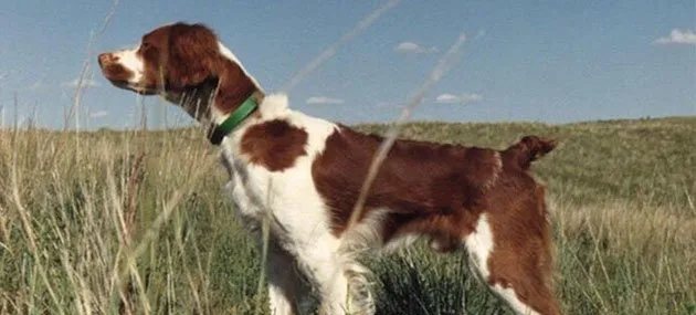 斯塔比荷猎犬多少钱一只,好养吗_图片|训练 | 宠物狗饲养