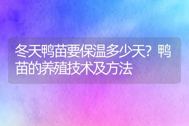 冬天鸭苗要保温多少天？鸭苗的养殖技术及方法 | 家禽养殖