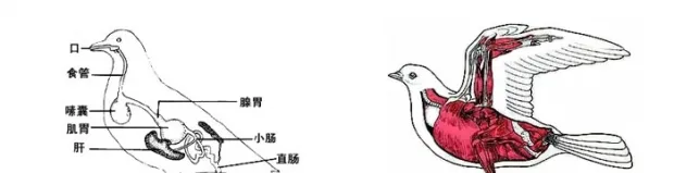 一张图告诉你鸟能否边飞边排泄 | 宠物训练技巧