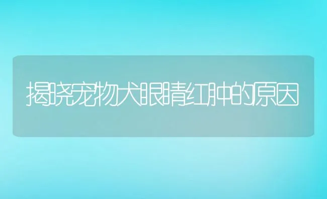 揭晓宠物犬眼睛红肿的原因 | 宠物趣闻