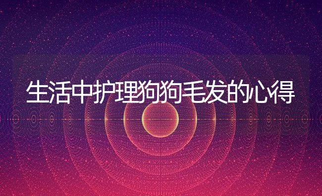 生活中护理狗狗毛发的心得 | 宠物猫