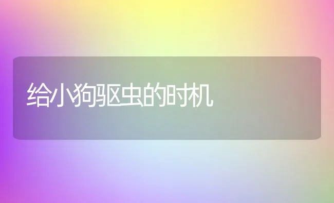 给小狗驱虫的时机 | 宠物猫