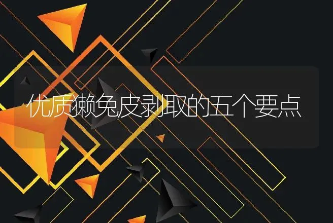 优质獭兔皮剥取的五个要点 | 动物养殖