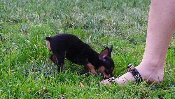 【小鹿犬图片】两个月的小鹿犬图片及介绍 | 宠物狗图片