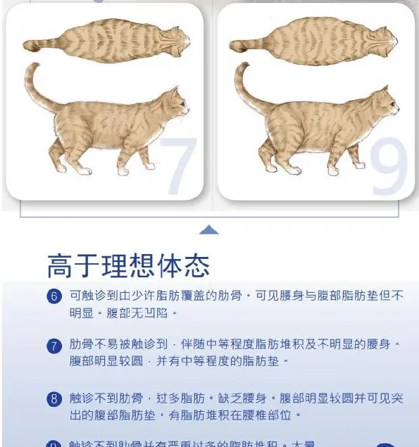 如此喂食不是爱猫是害猫，三分之一猫咪受害！钟南山也不这样喂 | 宠物百科知识