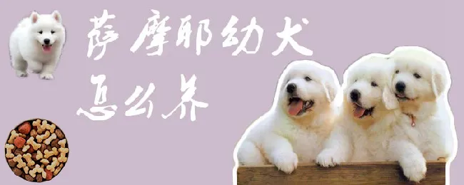 萨摩耶幼犬怎么养 | 宠物病虫害防治