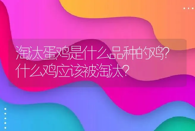 淘汰蛋鸡是什么品种的鸡？什么鸡应该被淘汰？ | 家禽养殖