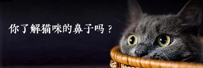 关于猫咪鼻子的一些常识 | 宠物猫饲养