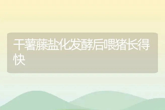 干薯藤盐化发酵后喂猪长得快 | 动物养殖