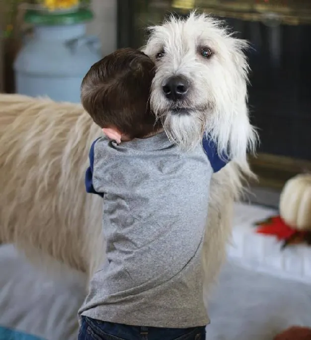 爱尔兰猎狼犬，对小孩子超温柔的巨型犬 | 宠物新闻资讯