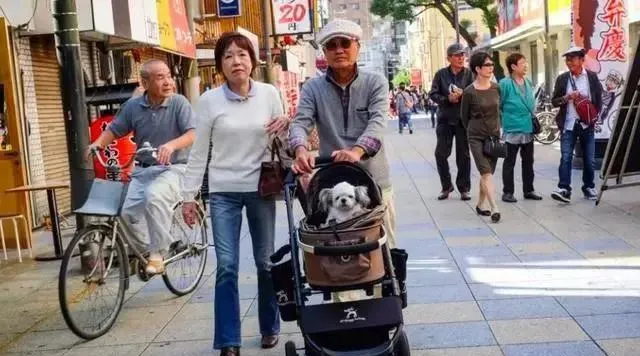 宠物出行的刚需用品背后，细分赛道下是否还有新商机？ | 宠物行业洞察