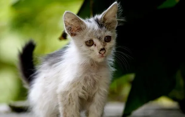 该如何喂养捡到的流浪猫 | 宠物百科知识