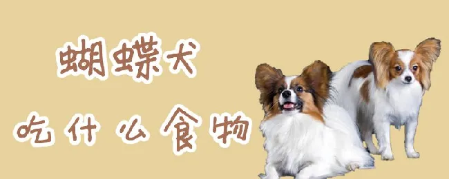 蝴蝶犬吃什么食物 | 宠物病虫害防治