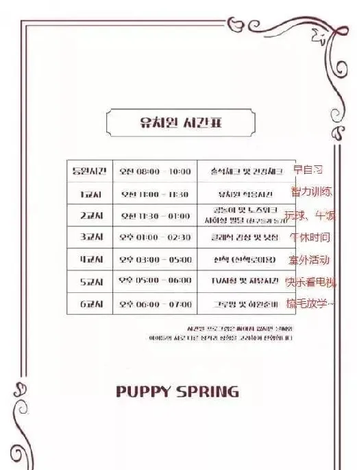 韩国有家狗狗幼儿园，狗狗每天按课程表上课 | 宠物新闻资讯