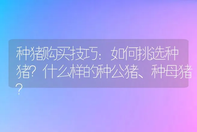 种猪购买技巧：如何挑选种猪？什么样的种公猪、种母猪？ | 家畜养殖