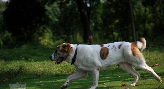 中亚牧羊犬耳朵怎么清洁 中亚牧羊犬耳朵清洁护理方法 | 宠物病虫害防治