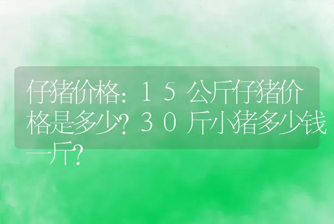 仔猪价格：15公斤仔猪价格是多少？30斤小猪多少钱一斤？ | 家畜养殖