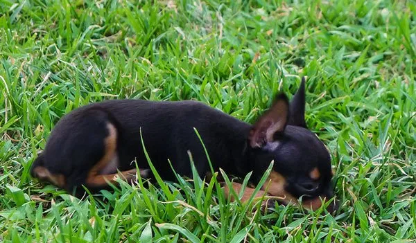 【小鹿犬图片】两个月的小鹿犬图片及介绍 | 宠物狗图片