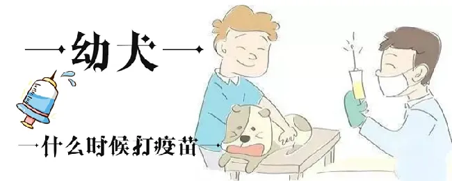 金毛幼犬什么时候打疫苗 | 宠物病虫害防治