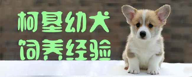 柯基幼犬饲养经验 | 宠物病虫害防治