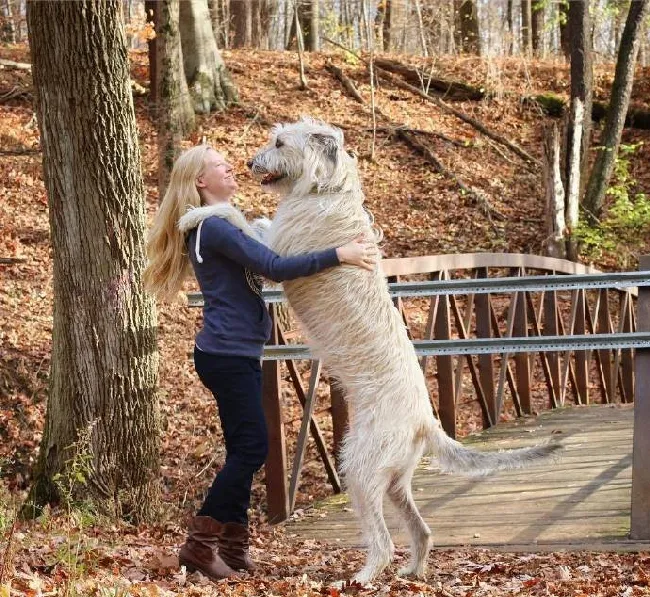 爱尔兰猎狼犬，对小孩子超温柔的巨型犬 | 宠物新闻资讯