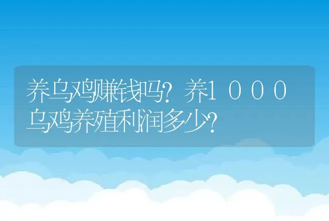 养乌鸡赚钱吗？养1000乌鸡养殖利润多少？ | 养殖致富