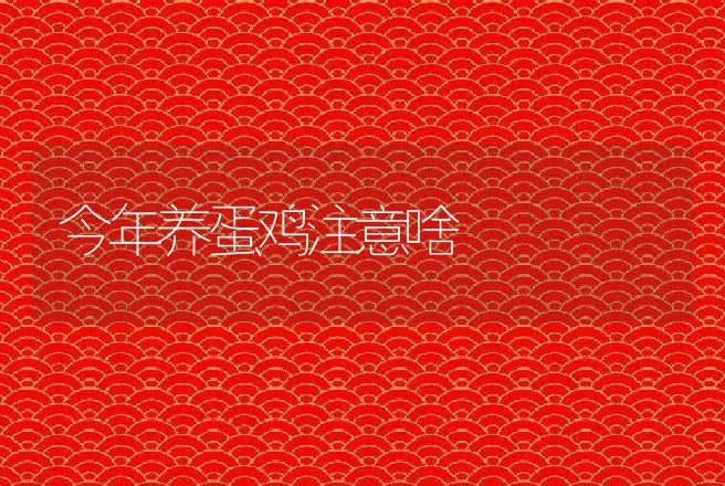 今年养蛋鸡注意啥 | 动物养殖