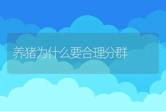 养猪为什么要合理分群 | 家畜养殖