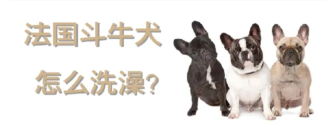 法国斗牛犬怎么洗澡 | 宠物病虫害防治