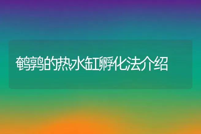 鹌鹑的热水缸孵化法介绍 | 动物养殖