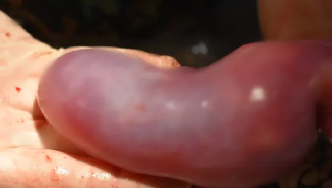 两条宠物蟒蛇因身体肿胀入院治疗，原因却大相径庭！ | 宠物训练技巧