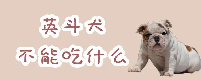 英斗犬不能吃什么 | 宠物病虫害防治