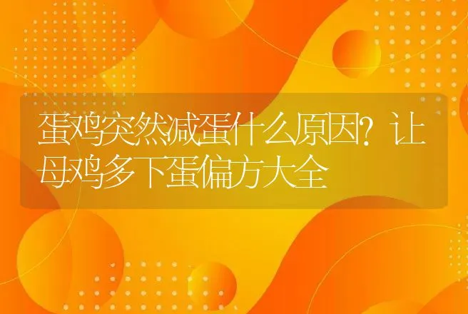 蛋鸡突然减蛋什么原因？让母鸡多下蛋偏方大全 | 兽医知识大全