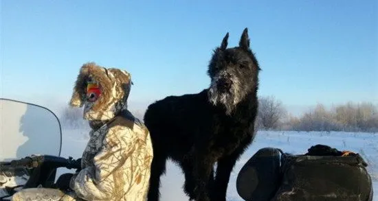 巨型雪纳瑞牙齿怎么清洁 巨型雪纳瑞口腔护理方法 | 宠物病虫害防治