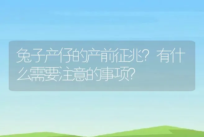 兔子产仔的产前征兆？有什么需要注意的事项？ | 兽医知识大全