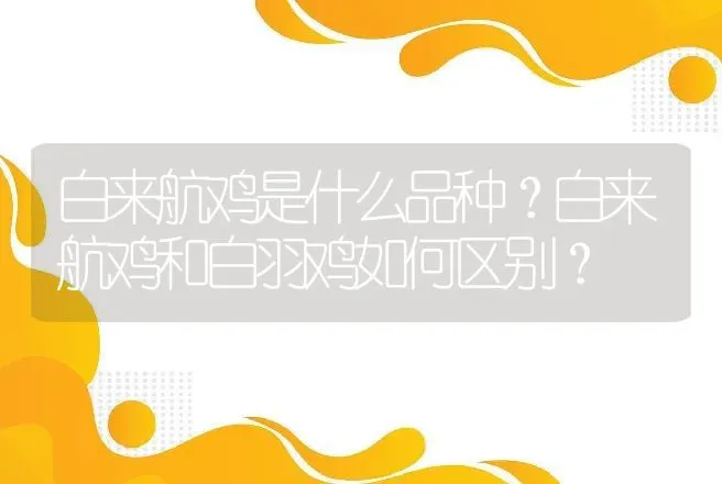 白来航鸡是什么品种？白来航鸡和白羽鸡如何区别？ | 动物养殖