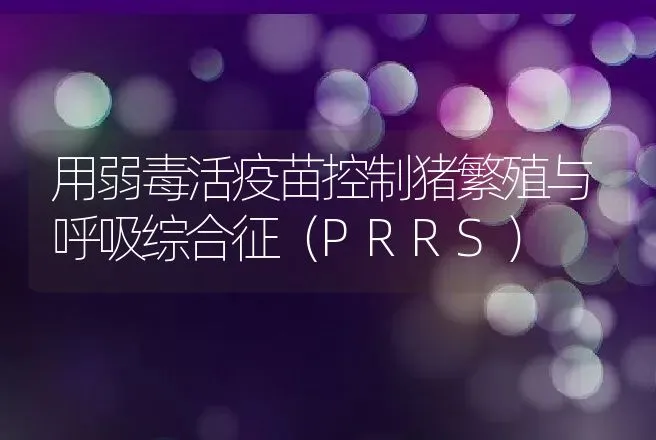 用弱毒活疫苗控制猪繁殖与呼吸综合征（PRRS） | 动物养殖