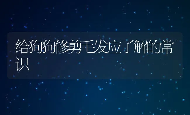 给狗狗修剪毛发应了解的常识 | 宠物猫