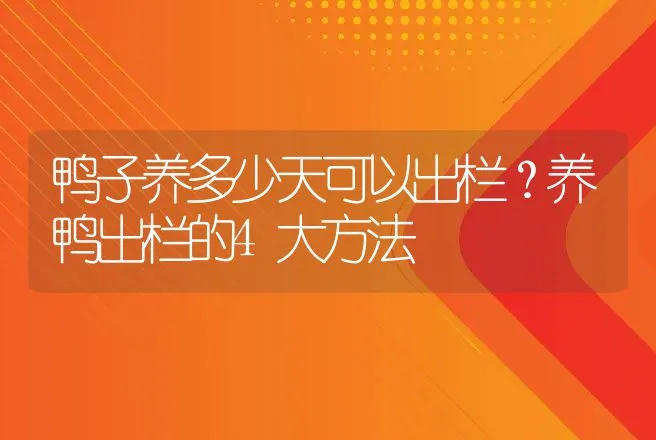 鸭子养多少天可以出栏？养鸭出栏的4大方法 | 家禽养殖