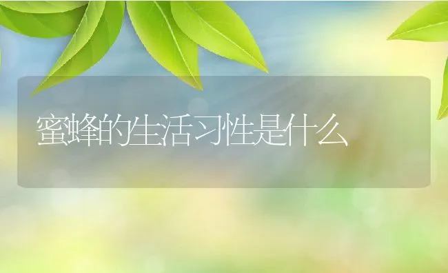 蜜蜂的生活习性是什么 | 宠物喂养