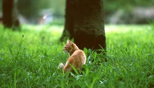 收养流浪猫的方法 | 宠物百科知识